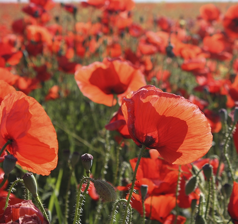 Amapolas rojas floreciendo en un campo