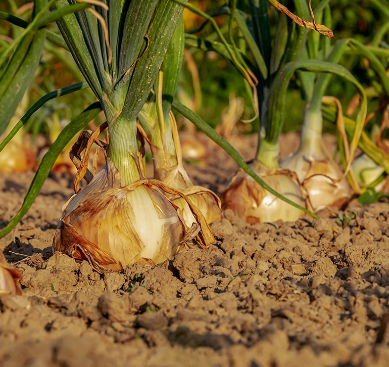 Cebollas creciendo en tierra seca listas para recolección